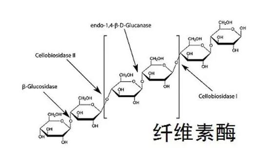 纤维素酶的结构